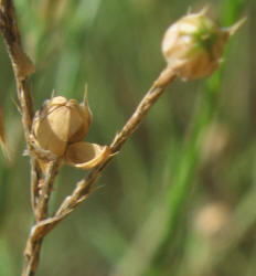 Texas Flax, Linum hudsonioides (2)
