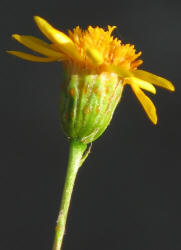 Tiny Tim, Thymophylla tenuiloba (10)