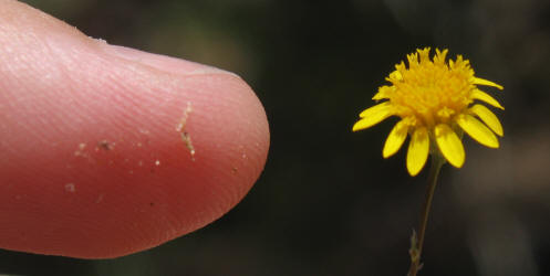 Tiny Tim, Thymophylla tenuiloba (12)