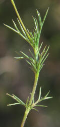 Tiny Tim, Thymophylla tenuiloba (13)