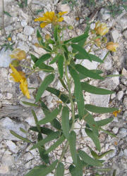 Two-leaved Senna, Cassia roemeriana (1)