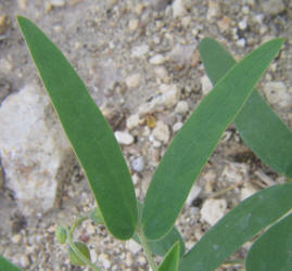 Two-leaved Senna, Cassia roemeriana (2)