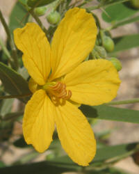 Two-leaved Senna, Cassia roemeriana (7)