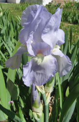 Iris, MM, blue, light (3)