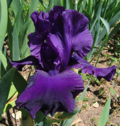 Iris, MM, purple (2)