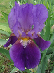 Iris, MM, purple B (1)