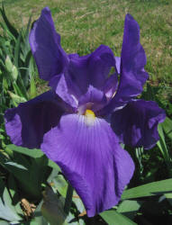 Iris, MM, purple B