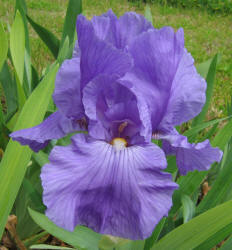 Iris, MM, purple, lighter