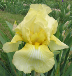 Iris, MM, yellow, light