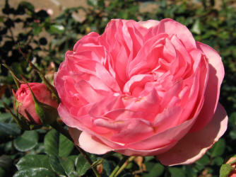 rose, TRG, DK pink (1)