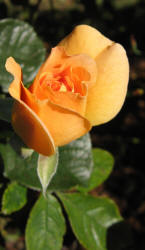 rose, TRG, LT orange (3)