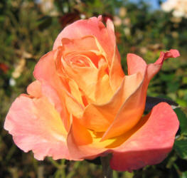 rose, TRG, LT orange (4)