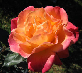 rose, TRG, orange (3)