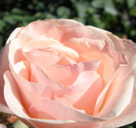 rose, TRG, pink (2)