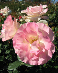 rose, TRG, pink (5)