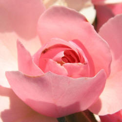 rose, TRG, pink (9)