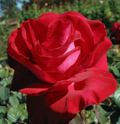 rose, TRG, red (5)