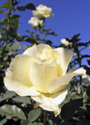 rose, TRG, white