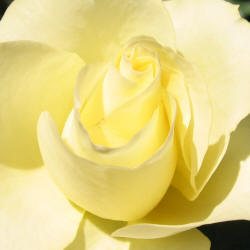 rose, TRG, yellow (1)