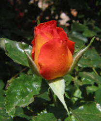 rose, orange (1)