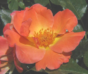rose, orange