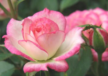 rose, pink white