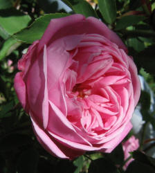 rose, pink, old fashion (1)