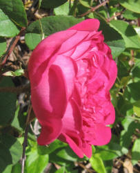 rose, scarlet, old fashion (1)