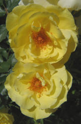 rose, yellow