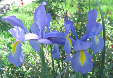 wild iris, lavender (1)