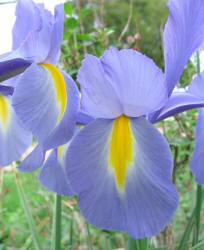 wild iris, lavender (3)