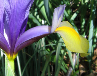 wild iris, purple yellow (4)