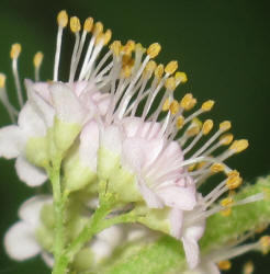 American Beautyberry, Callicarpa americana, HA (5)