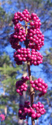 American Beautyberry, Callicarpa americana, KO (6)