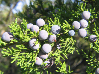 Ashe Juniper, Juniperus ashei (10)
