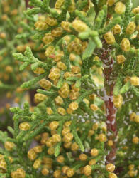Ashe Juniper, Juniperus ashei (5)
