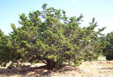 Ashe Juniper, Juniperus ashei