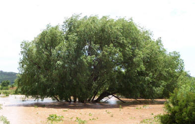 Black Willow, Salix nigra (3)