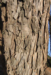 Black Willow, Salix nigra (9)