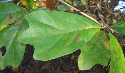 Blackjack Oak, Quercus marilandica, VZ (1)