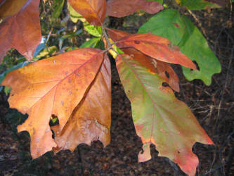 Blackjack Oak, Quercus marilandica, VZ (2)
