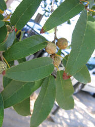 Bluejack Oak, Quercus incana, A (1)