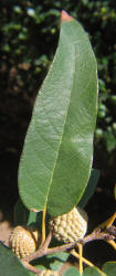 Bluejack Oak, Quercus incana, A (2)