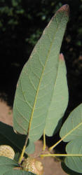 Bluejack Oak, Quercus incana, A (3)