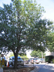 Bluejack Oak, Quercus incana, A