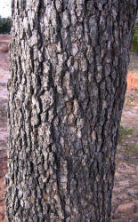Burr Oak X, Quercus macrocarpa X, A (1)