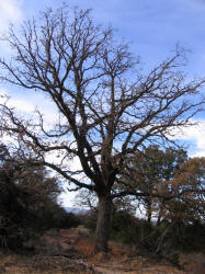 Burr Oak X, Quercus macrocarpa X, A