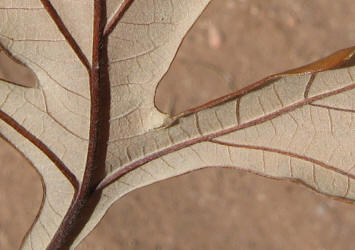 Burr Oak, Quercus macrocarpa - C, Bobbie (2)