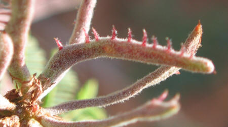 Catclaw Mimosa, Mimosa aculeaticarpa (20)