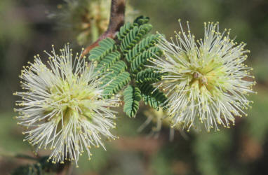 Catclaw Mimosa, Mimosa biuncifera (15)